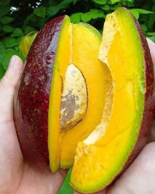 bibit alpukat red vietnam bibit buah alpukat unggul tambulapot Riau