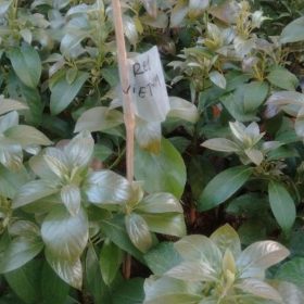 Bibit Alpukat Red Vietnam Daun Rimbun Batang Tua Bekasi