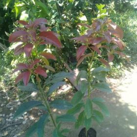 Bibit Alpukat Red Vietnam Seram Bagian Timur