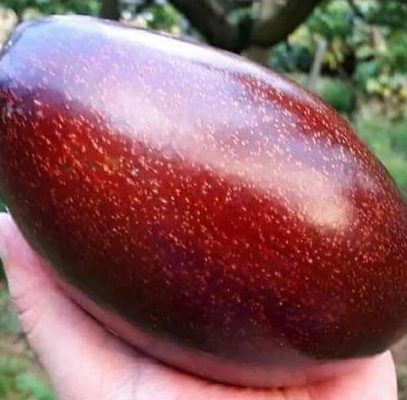 Bibit Alpukat Red Vietnam Valid Bergaransi Banggai
