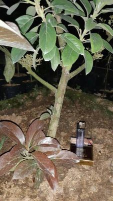 Bibit Alpukat Red Vietnam Valid Bergaransi Padang Lawas Utara
