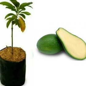 Bibit Alpukat Tanpa Biji New Durian Mamuju Tengah