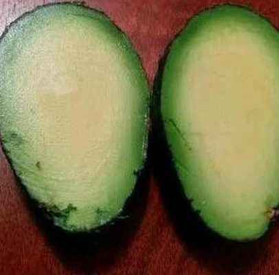 Bibit Alpukat Tanpa Biji Tanaman Buah Bombana