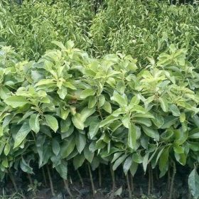 Bibit Alpukat Tanpa Biji Wahid Cepat Berbuah Tanaman Buah Best Mappi