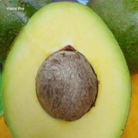Bibit Alpukat Wina Daging Tebal Keerom
