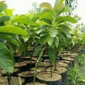 Bibit Alpukat Wina Dicari Unggulan Super Ori Subulussalam