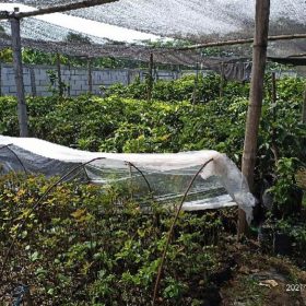 Bibit Alpukat Wina Hasil Okulasi Ngawi