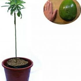 Bibit Alpukat Wina Jambi