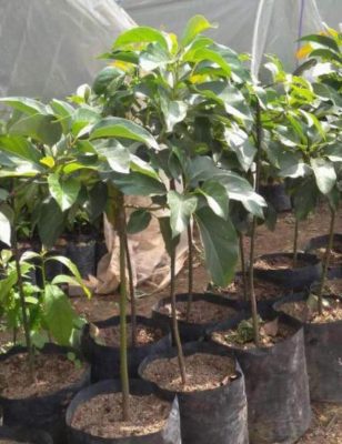 Bibit Alpukat Wina Jember