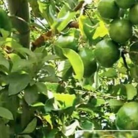 Bibit Alpukat Wina Jumbo Mempawah