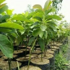 Bibit Alpukat Wina Majalengka Pesisir Selatan