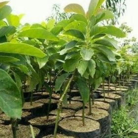 Bibit Alpukat Wina Stok Ready Terlaris Super Limited Best Kutai Kertanegara