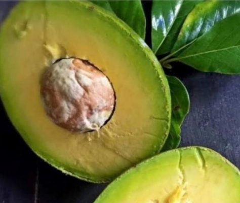 bibit alpukat wina super Kediri