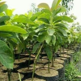 Bibit Alpukat Wina Super Muna Barat