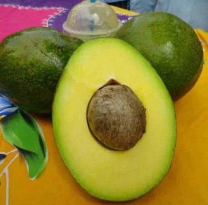 Bibit Alpukat Wina Super Nikmat Seram Bagian Barat