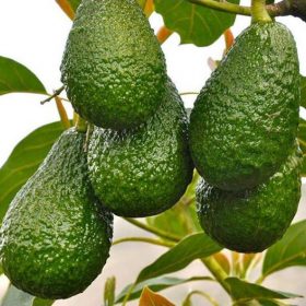 bibit alpukat yamagata alpukat juara rasa Bengkulu