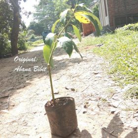 Bibit Alpukat Yamagata Ambon