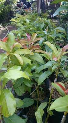 Bibit Alpukat Yamagata Binjai