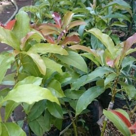 Bibit Alpukat Yamagata Binjai