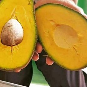 Bibit Alpukat Yamagata Buruan Beli Okulasi A0M Banyuasin