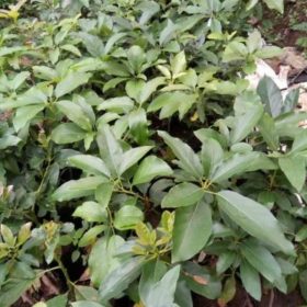 Bibit Alpukat Yamagata Cepat Berbuah Hasil Stek Kapuas Hulu