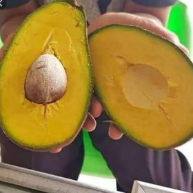 bibit alpukat yamagata Kalimantan Timur