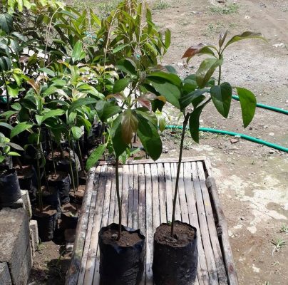 Bibit Alpukat Yamagata Kualitas Unggul Murah Temanggung