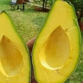 Bibit Alpukat Yamagata Okulasi Cepat Berbuah Jayawijaya