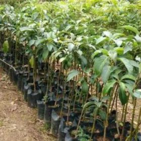 Bibit Alpukat Yamagata Super Bojonegoro