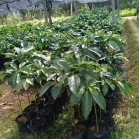 Bibit Alpukat Yamagata Super Unggul Pelalawan