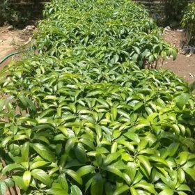 Bibit Alpukat Yamagata Tanaman Hidup Kupang