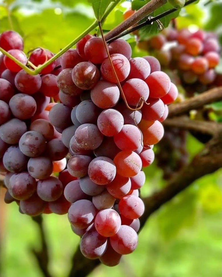 Gambar Produk bibit anggur berbunga Pontianak