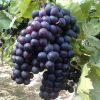 bibit anggur black caroline Jakarta