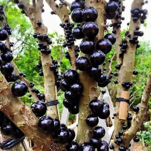 bibit anggur brazil pohon Palu