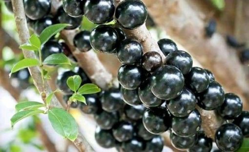 bibit anggur brazil preco okulasi cepat berbuah Kalimantan Timur
