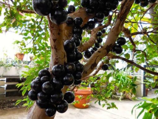 bibit anggur brazil Sumatra Barat