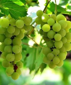 bibit anggur hijau cepat berbuah Tasikmalaya