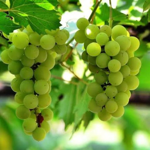 bibit anggur hijau cepat berbuah Tasikmalaya