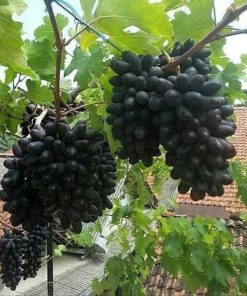 bibit anggur impor akademik Jawa Timur