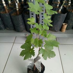 bibit anggur impor akademik Salatiga
