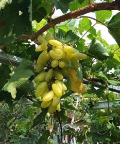 bibit anggur impor banana Bau-Bau