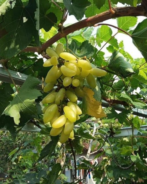 bibit anggur impor banana Bau-Bau