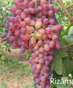 bibit anggur import 125 Papua Barat
