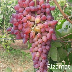 bibit anggur import 125 Papua Barat