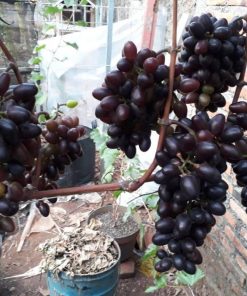 bibit anggur import akademik academician pam dzheneetopv ak avidzba grafting Bengkulu