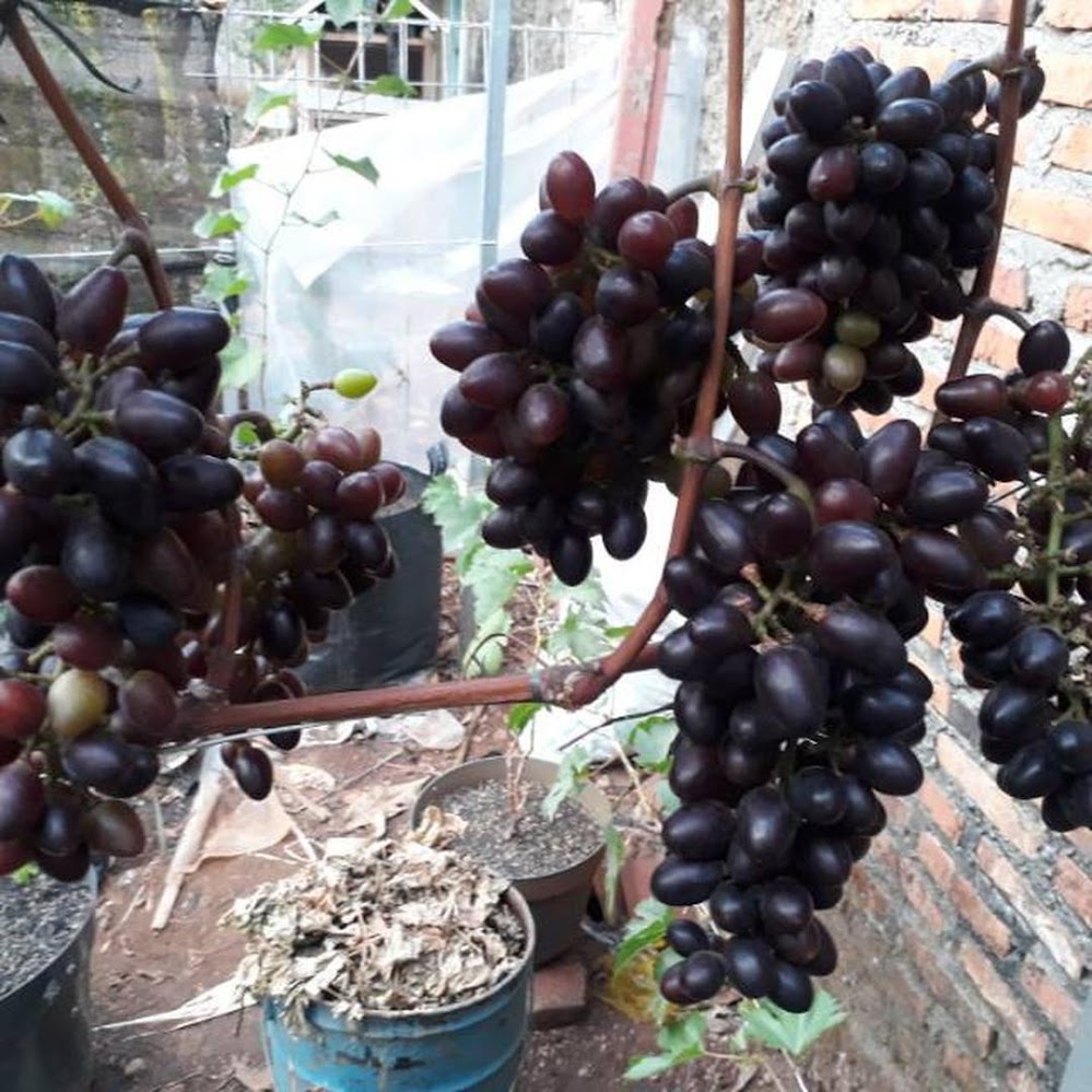Gambar Produk bibit anggur import akademik academician pam dzheneetopv ak avidzba grafting Bengkulu