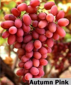 bibit anggur import antum pink Jawa Timur