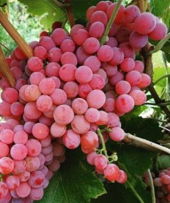 bibit anggur import berkualitas jenis ninel trans jupe akdemik dixon giovani benana dll Sumatra Selatan