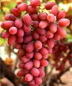 bibit anggur import jenis autumn pink sedles Bengkulu