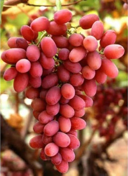 bibit anggur import jenis autumn pink sedles Bengkulu